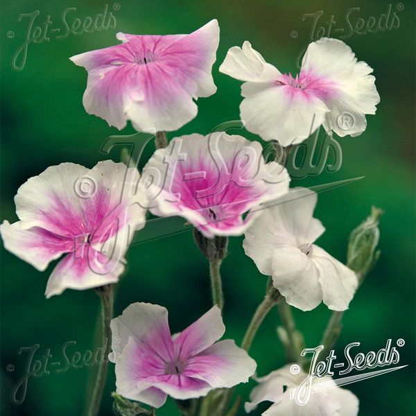 Hovedbilde Lychnis coronaria Oculata -Frø- Fløyelstjærblom