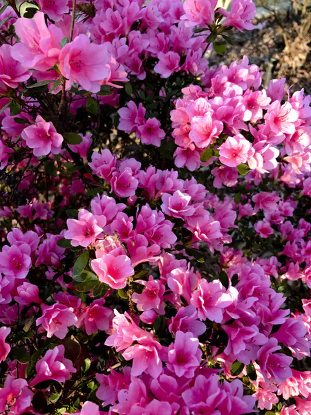 Hovedbilde Azalea rhododendron siimsii, rosa blomster - 1 ...