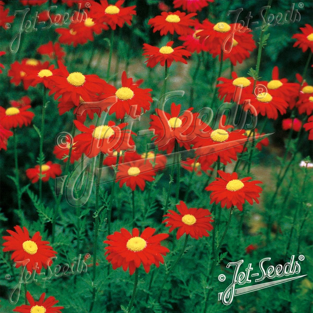 Chrysanthemum Robinson Red -Frø-  Prestekrage