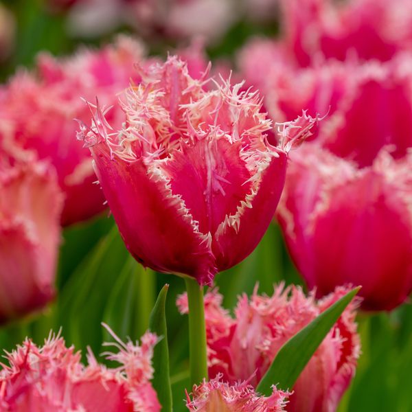 Hovedbilde Tulipan Paleis het Loo - 5 løk