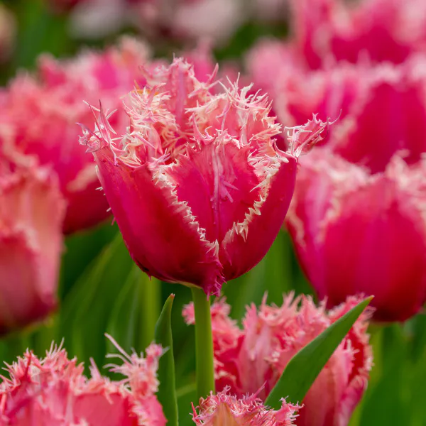 Hovedbilde Tulipan Paleis het Loo - 5 løk