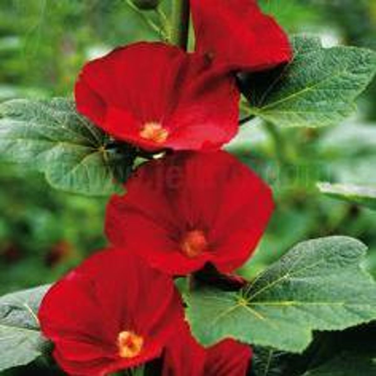 Alcea rosea-hybrid Mars Magic. Hagestokkrose - Frø -