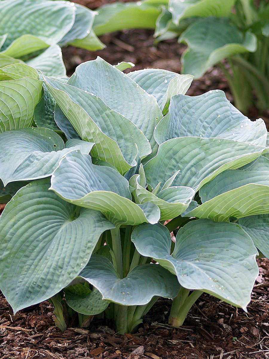 Hosta Elegans  1 rot
