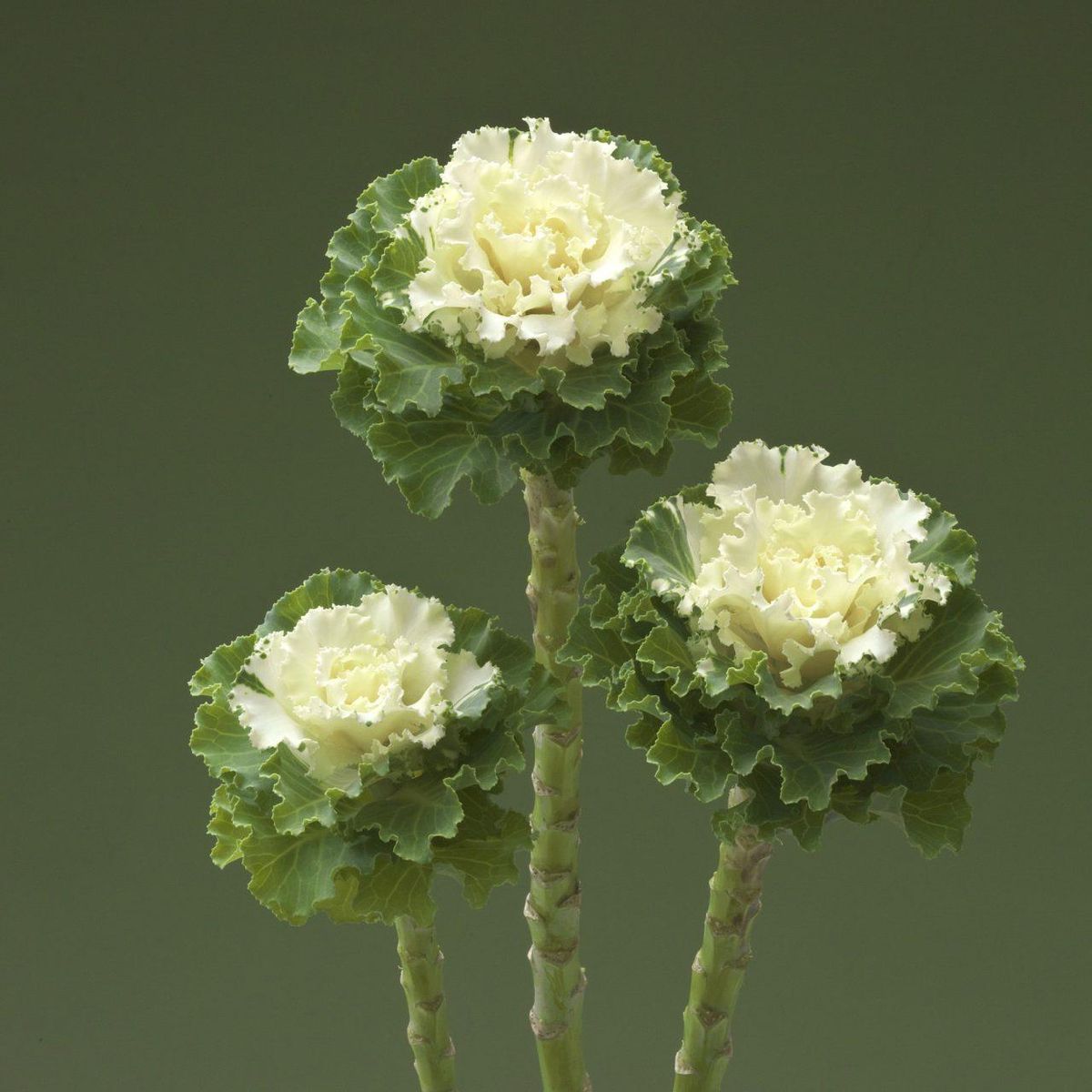 Brassica oleracea Crane Ruffle White. Pyntekål -Frø-