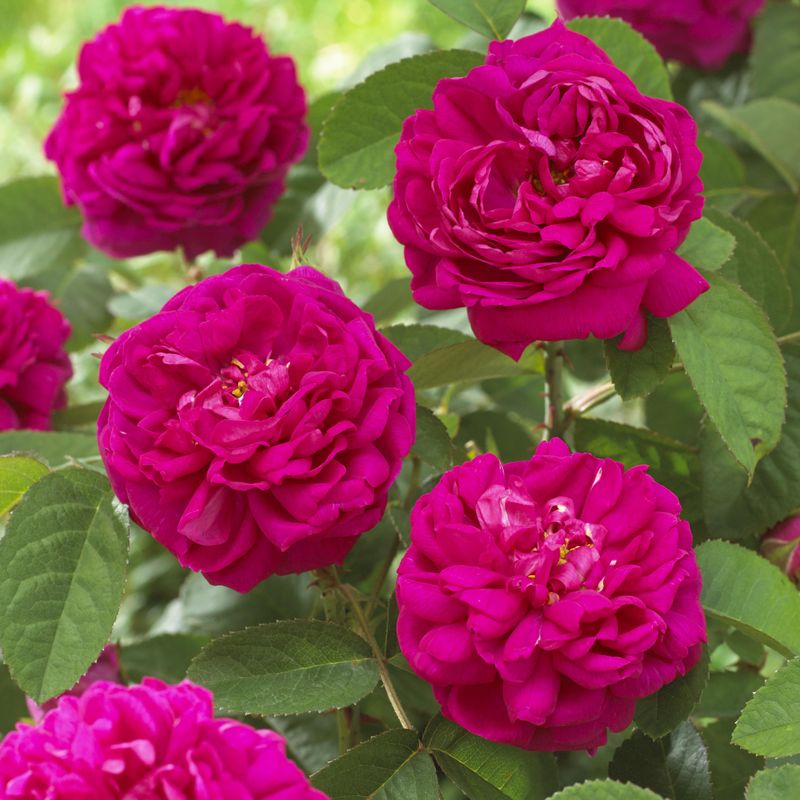 Rose de Rescht. Buskrose