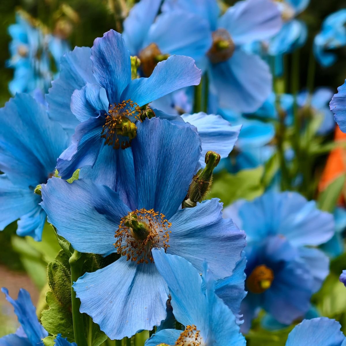 Meconopsis horridula. Valmue -Frø-