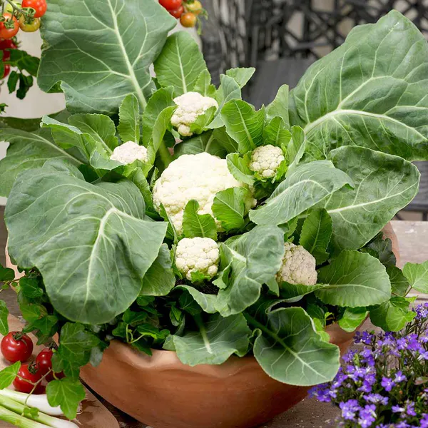 Hovedbilde Blomkål Multi-Head F1 -Frø-