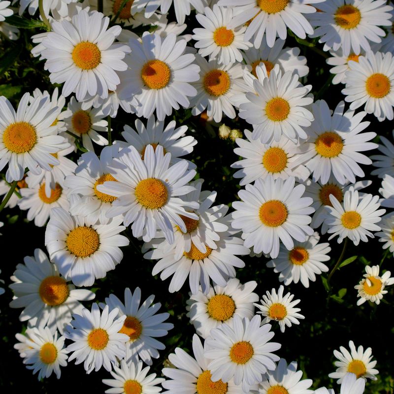 Chrysantemum matricaria Vegmo Single - Frø - Margeritt