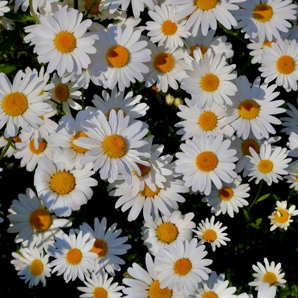 Hovedbilde Chrysantemum matricaria Vegmo Single - Frø - ...