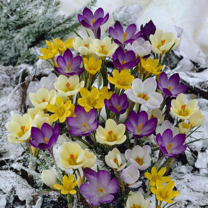 Hovedbilde Krokus Chrysanthus i blanding - 25 knoller 