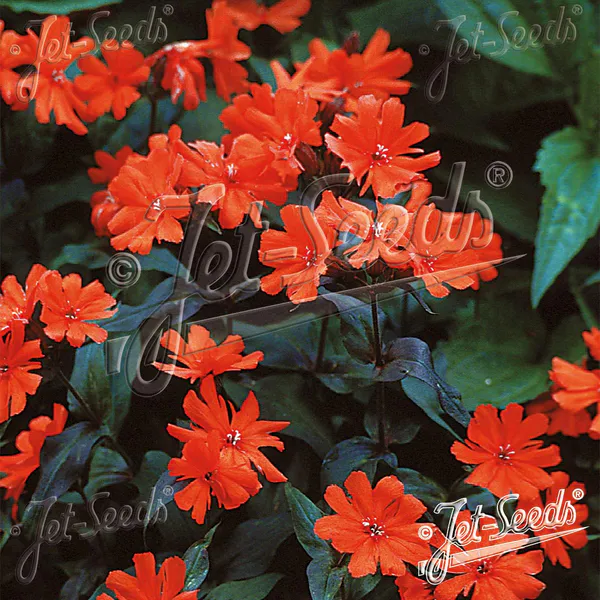 Hovedbilde Lychnis x arkwrightii Orange Dwarf. ...
