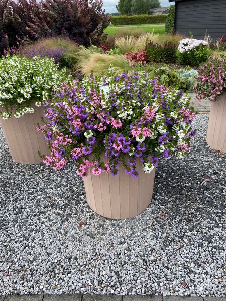 Hovedbilde Scaevola Pink. Femtunge  1 plante i 10,5 cm potte