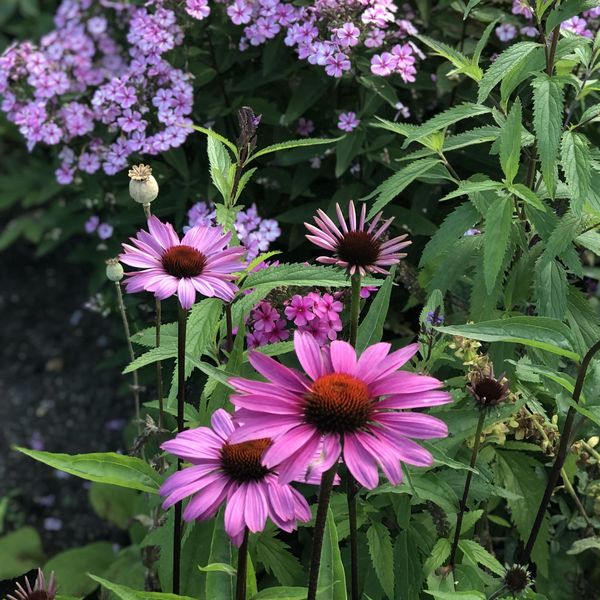 Hovedbilde Echinacea/Rudbeckia purpurea Primadonna Deep ...