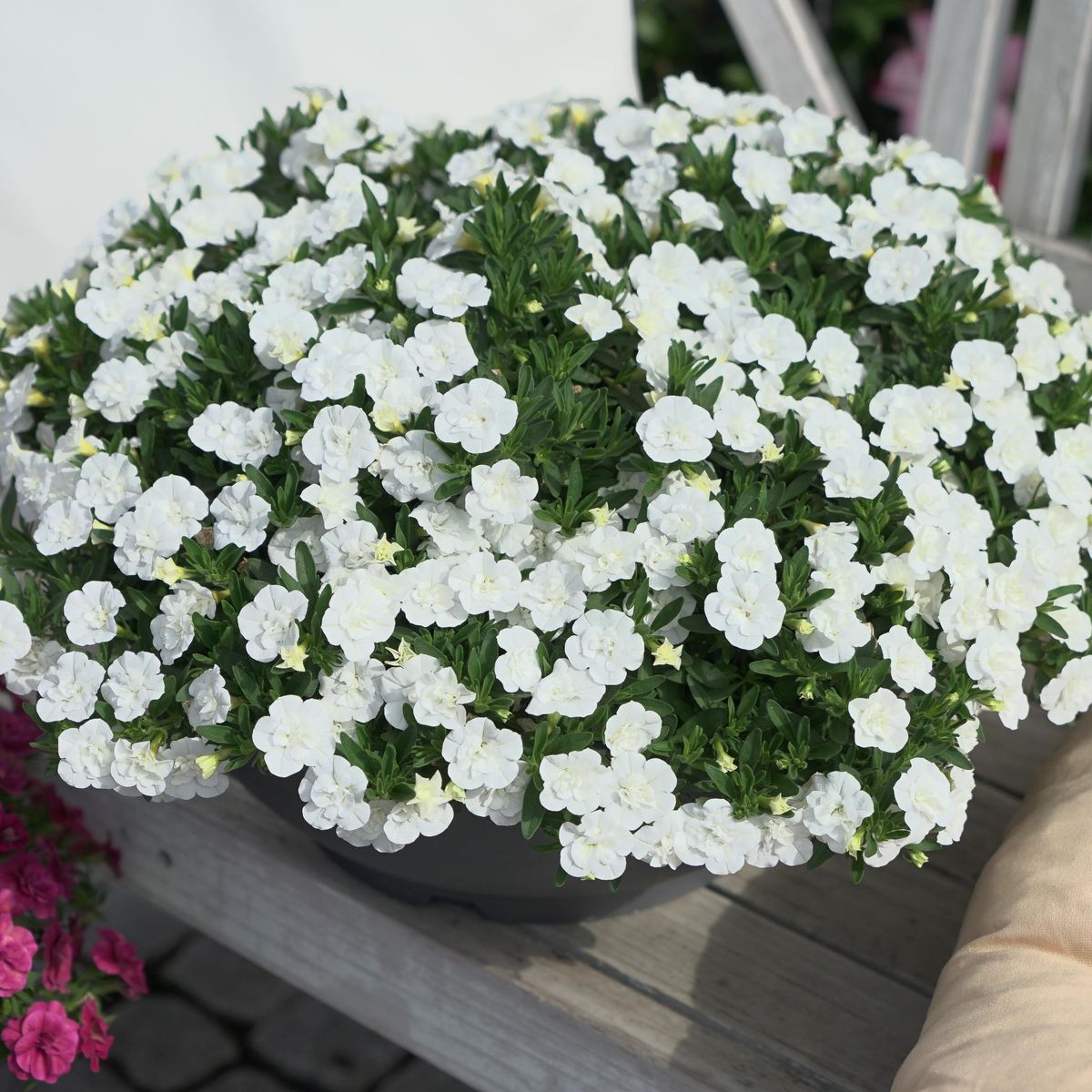 Calibrachoa Double White. Mini-petunia  1 plante i 10,5 cm potte