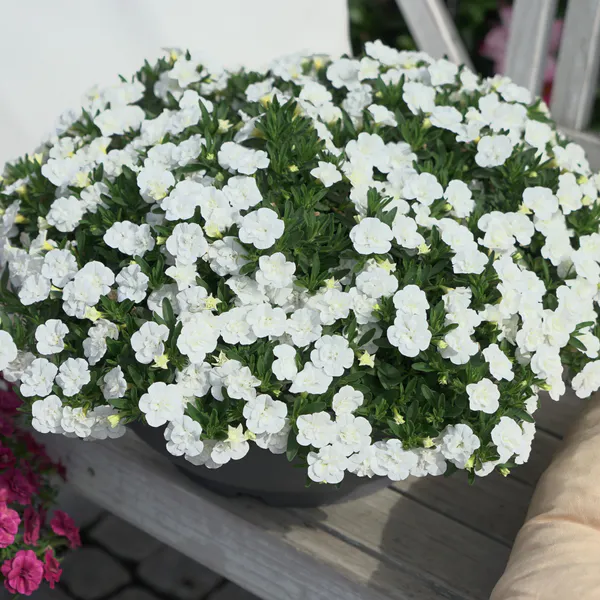 Hovedbilde Calibrachoa Double White. Mini-petunia  1 plante ...