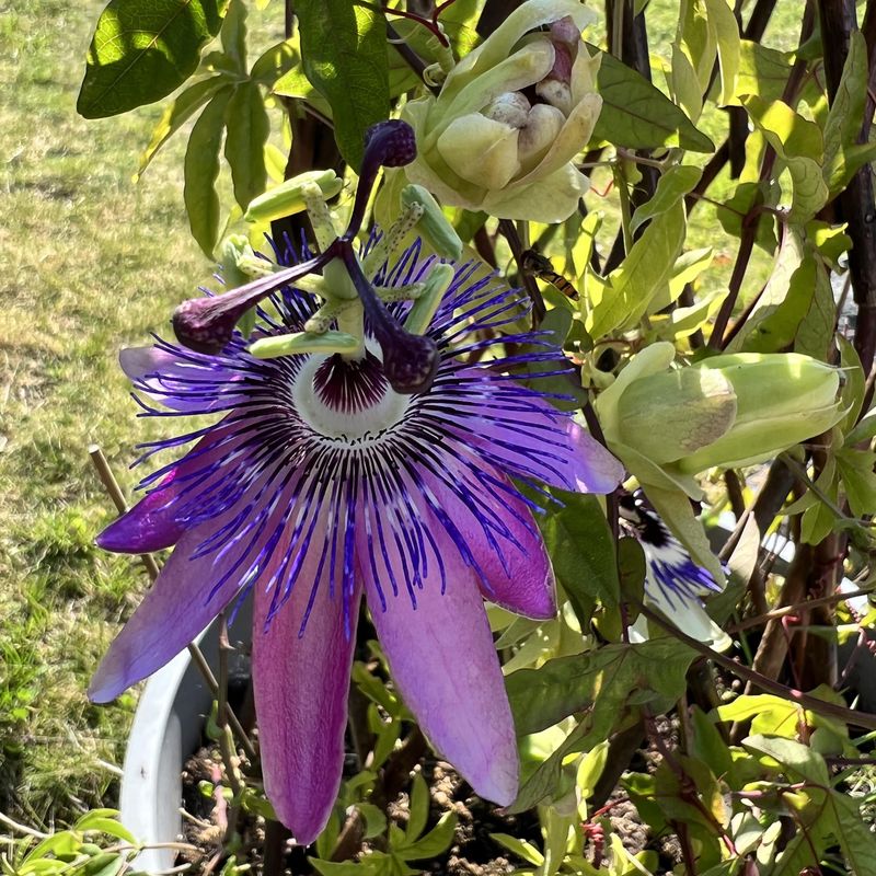 Passiflora Lavender Lady. Pasjonsblomst - 1 plante i 9 cm potte