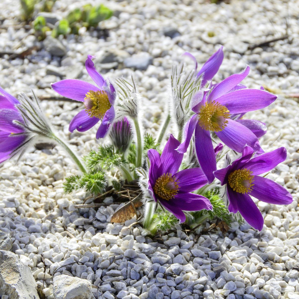 Pulsatilla vulgaris Violet Bells. Kubjelle-Frø-