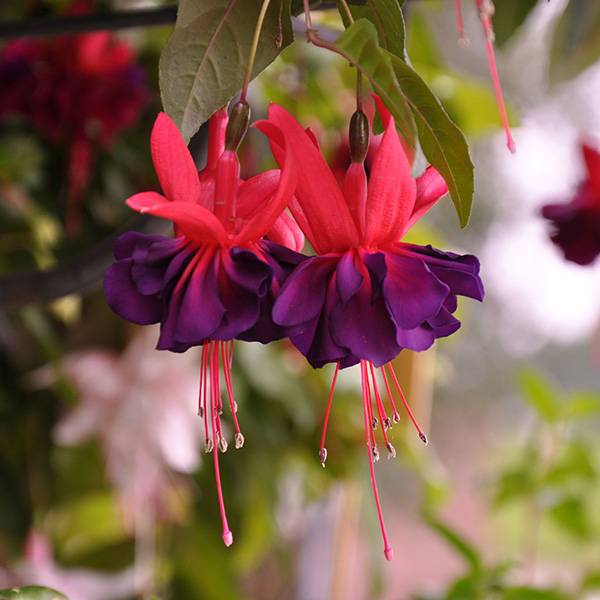 Bilde av Fuksia Maori Maid - 1 plante