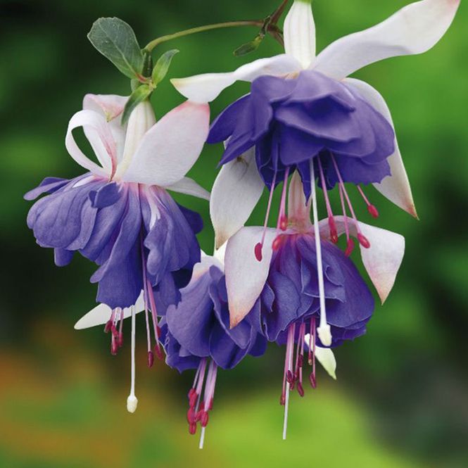 Hovedbilde Fuksia Delta Sarah - 1 plante