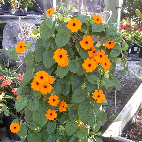 Bilde av THUNBERGIA alata. Oransje. Susanne med det sorte