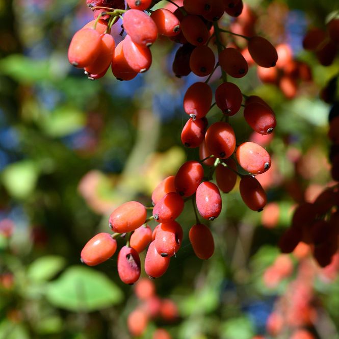 Hovedbilde Gojibær Lycium barbarum (bukketorn) - 1 plante i ...