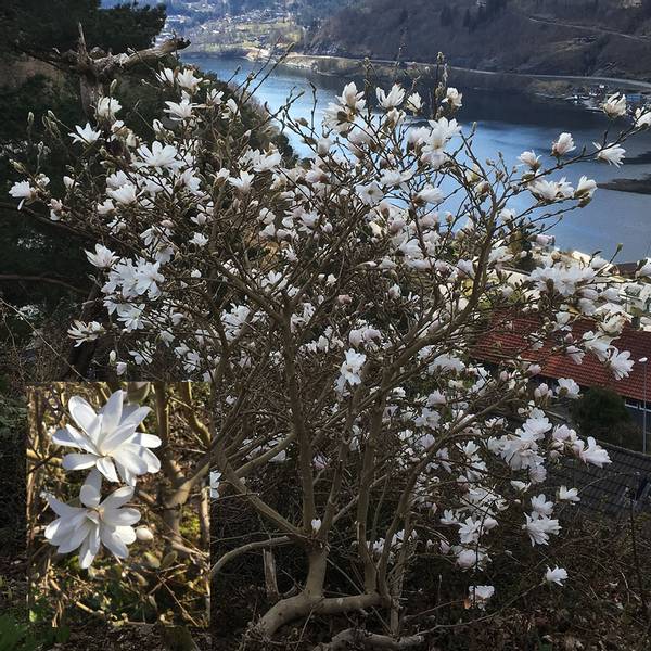 Bilde av MAGNOLIA kobus. Snømagnolia - 1 plante