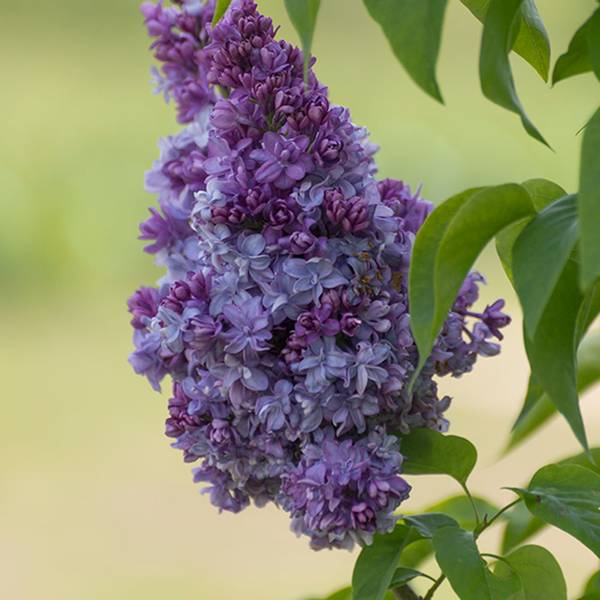 Bilde av SYRINGA vulgaris Kolchoznica. Syrin - 1 plante