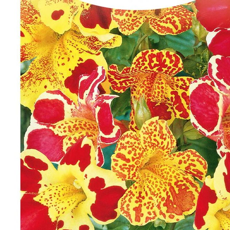 Mimulus Magic Super Hyb. Mix -Frø- Gjøgler