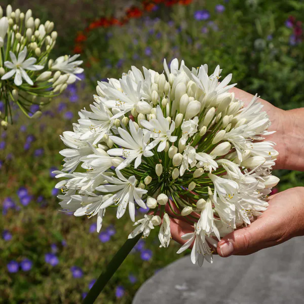 Hovedbilde Agapanthus White Superior. Afrikansk lilje - 1 ...