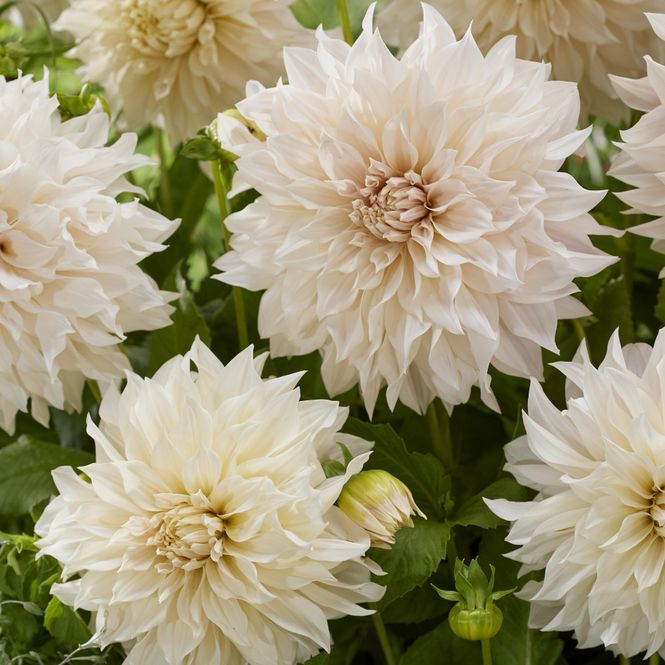 Hovedbilde Dahlia Cafe au lait - 1 knoll
