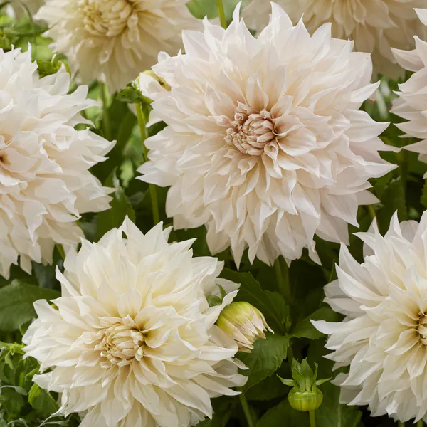 Hovedbilde Dahlia Cafe au lait - 1 knoll