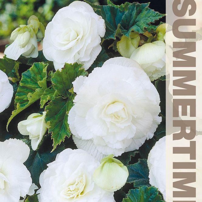 Hovedbilde Begonia Storblomstret Dobbel hvit - 3 knoller