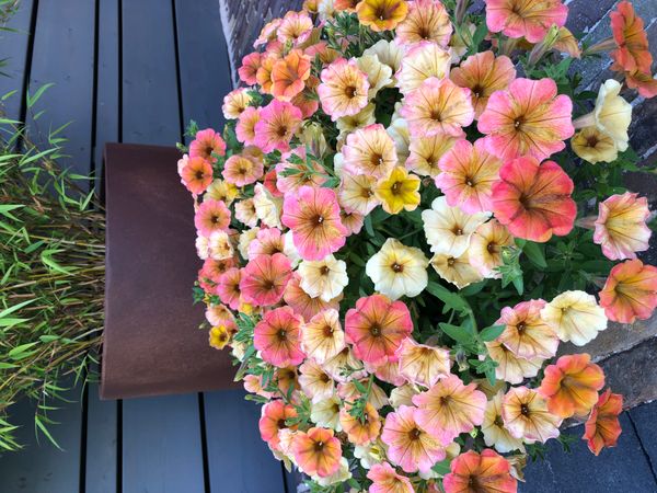 Hovedbilde Petunia Cascadia Indian Summer i 10,5 cm potte.