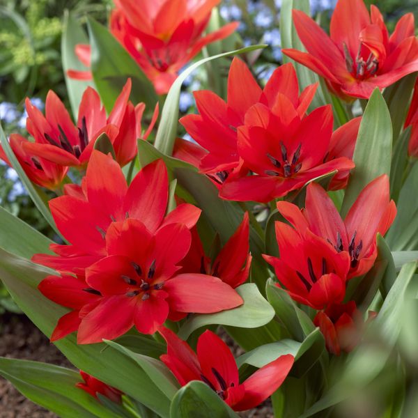Hovedbilde Tulipan praestans Tubergens Variety - 10 løk