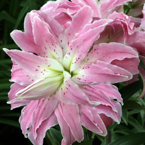Hovedbilde Lilje Lotus Elegance. Lotuslilje - 3 løk