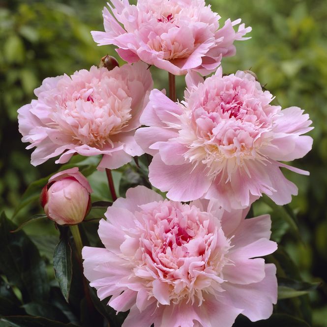 Hovedbilde Paeonia lactiflora double Pecher. Silkepeon  1 ...