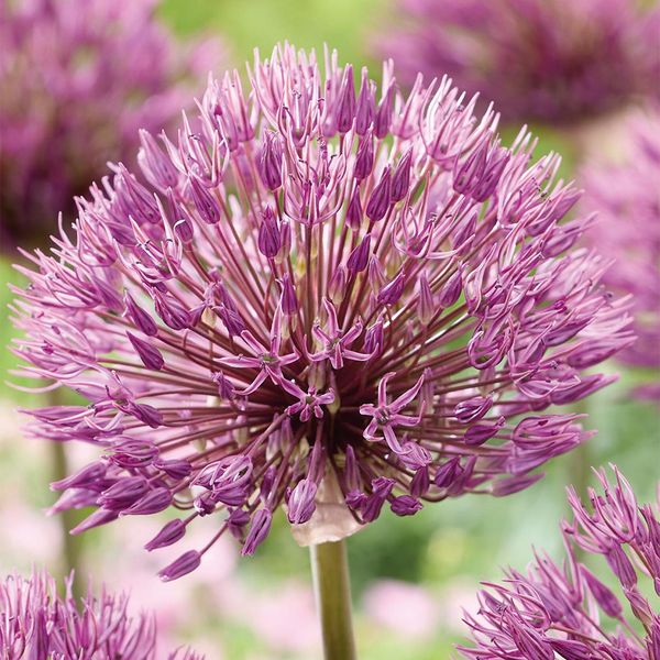 Hovedbilde Allium Powder Puff - 5 løk
