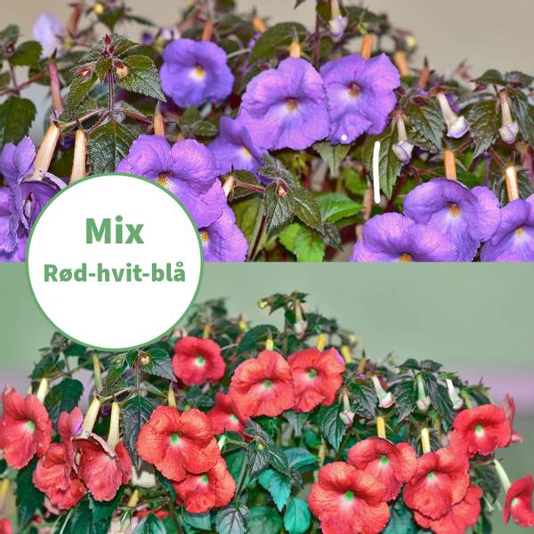 Bilde av ACHIMENES Mix. Brita i skogen - 6 løk