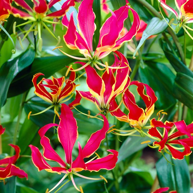 Hovedbilde Gloriosa Rotschildiana - 1 knoll