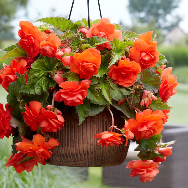 Hovedbilde Begonia Pendula Oransje - 3 knoller