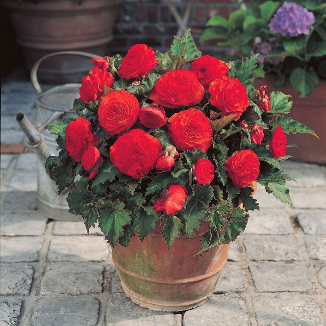 Hovedbilde Begonia Non-Stop Rød - 3 knoller