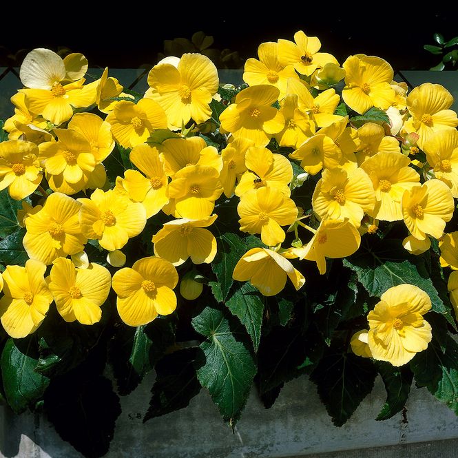 Hovedbilde Skaugumbegonia Bertini Compacta Yellow - 3 ...
