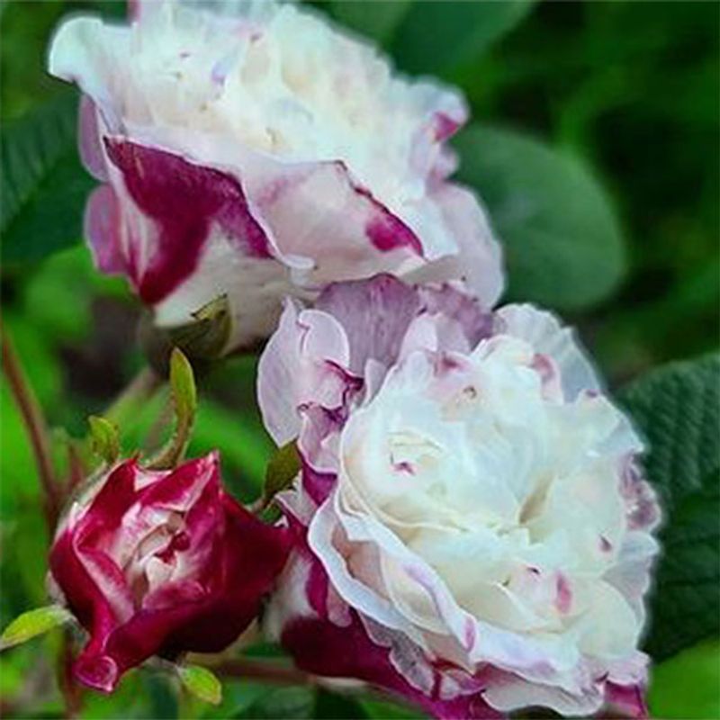 Rose rugosa Louise Bugnet. Buskrose