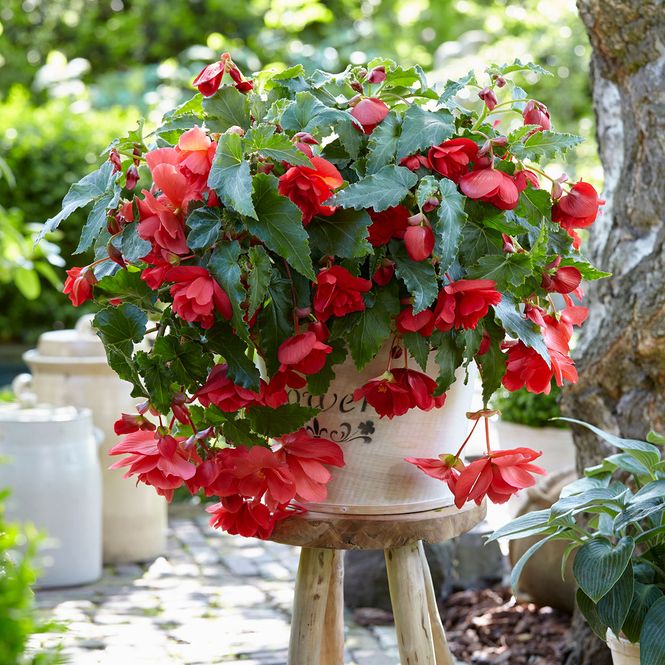 Hovedbilde Begonia Illumination Pink - 3 knoller
