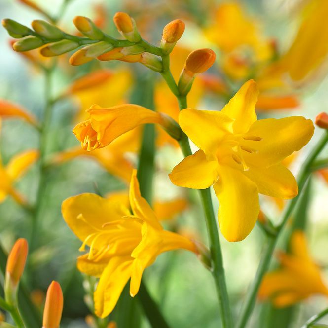Hovedbilde Montbretia Firestars Hot Spot - 5 løk