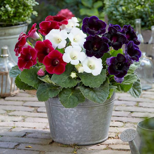 Bilde av GLOXINIA Mixed - 3 knoller