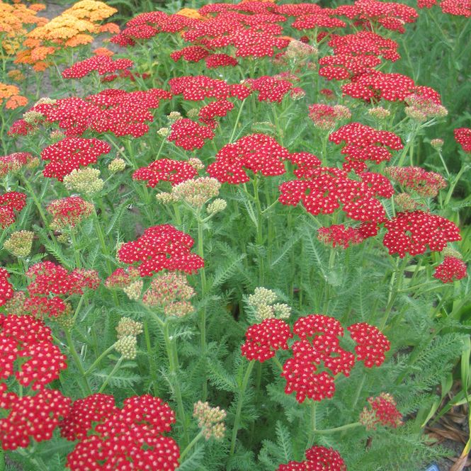 Hovedbilde Achillea millefolium Laura. Praktryllik - 1 rot