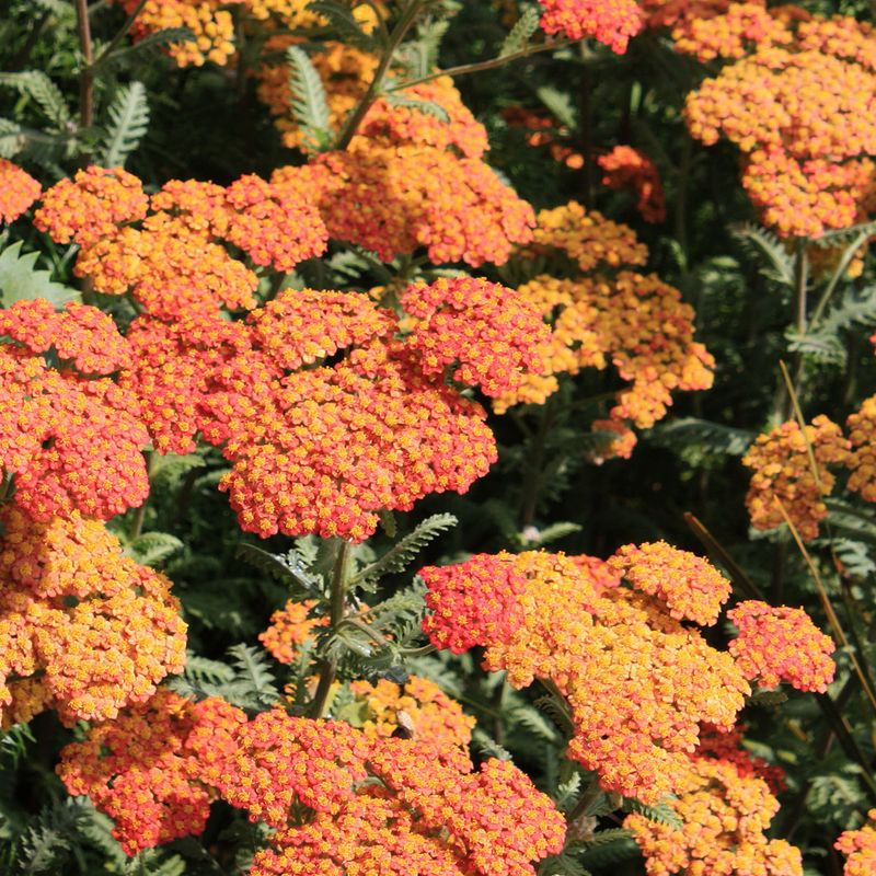Achillea Terracotta  Praktryllik - 1 rot