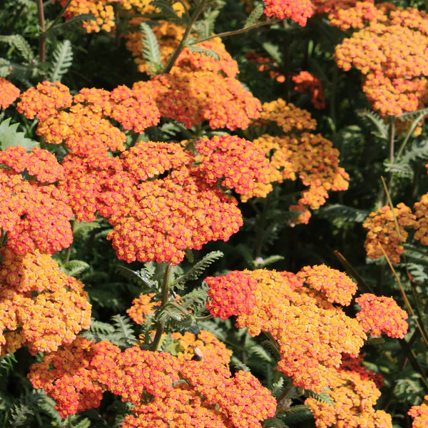 Hovedbilde Achillea Terracotta  Praktryllik - 1 rot