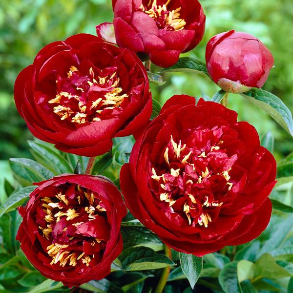 Bilde av PAEONIA lactiflora Buckeye Belle. Silkepeon - 1